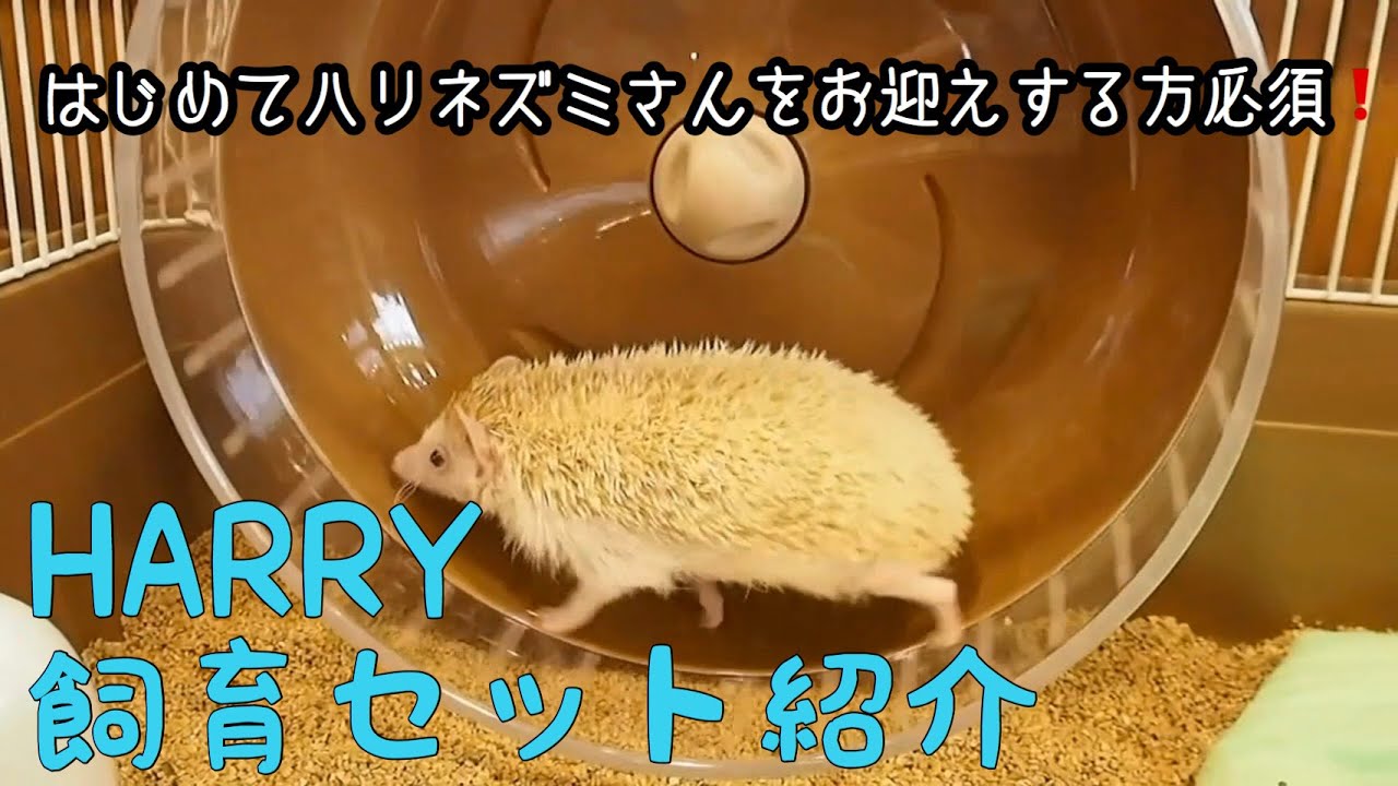 ハリネズミさんのお迎え考えてる方、なんとHARRYの飼育セットご紹介しちゃいます‼︎