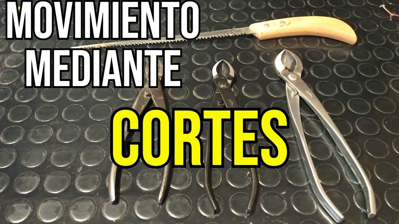 Cortes en ramas de Arce Palmatum para dar movimiento - BONSAI