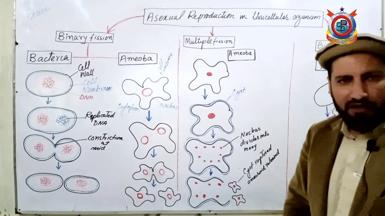 Class 10th Bio Lecture 36 Topic; Asexual Reproduction in Unicellular Organism