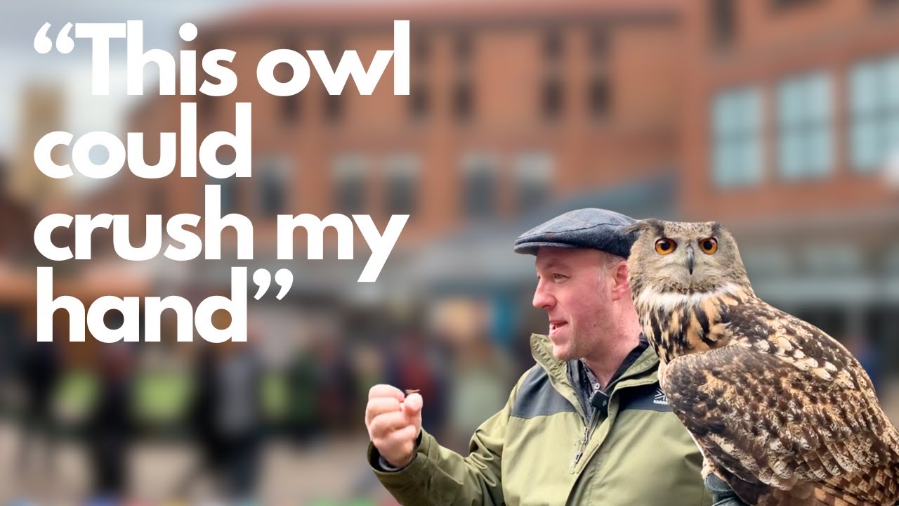 Join us at a static handling bird of prey display to get a glimpse of the educational work we do!