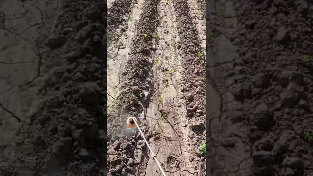Traditional Desi Sugar Cane Farming in 