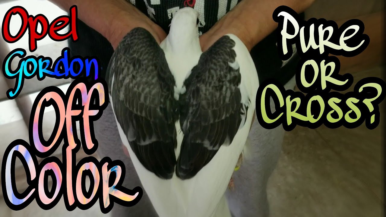 Off Color Racing Pigeons