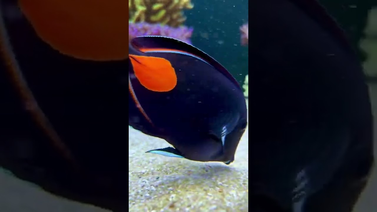 Achilles tang doing well in the reef tank! 🙏🏻
