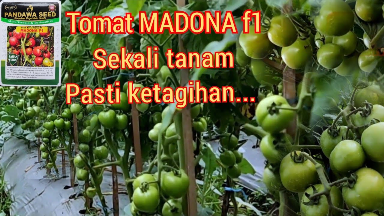 Bibit tomat tahan virus MADONA f1