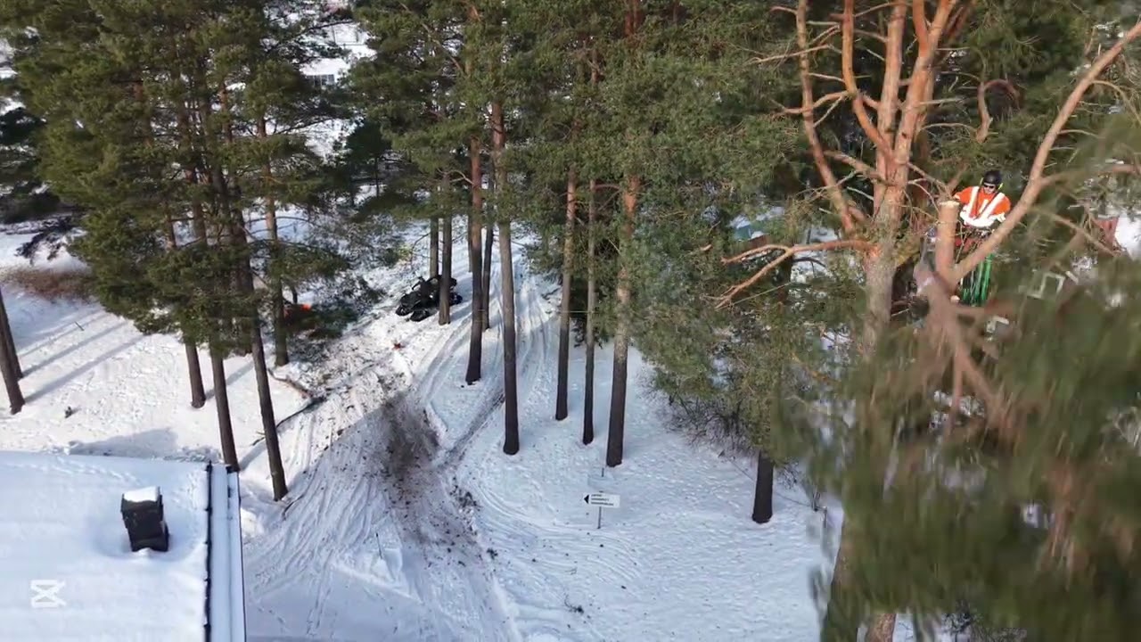 Sektionsfällning av en tall med kvist-zipline 