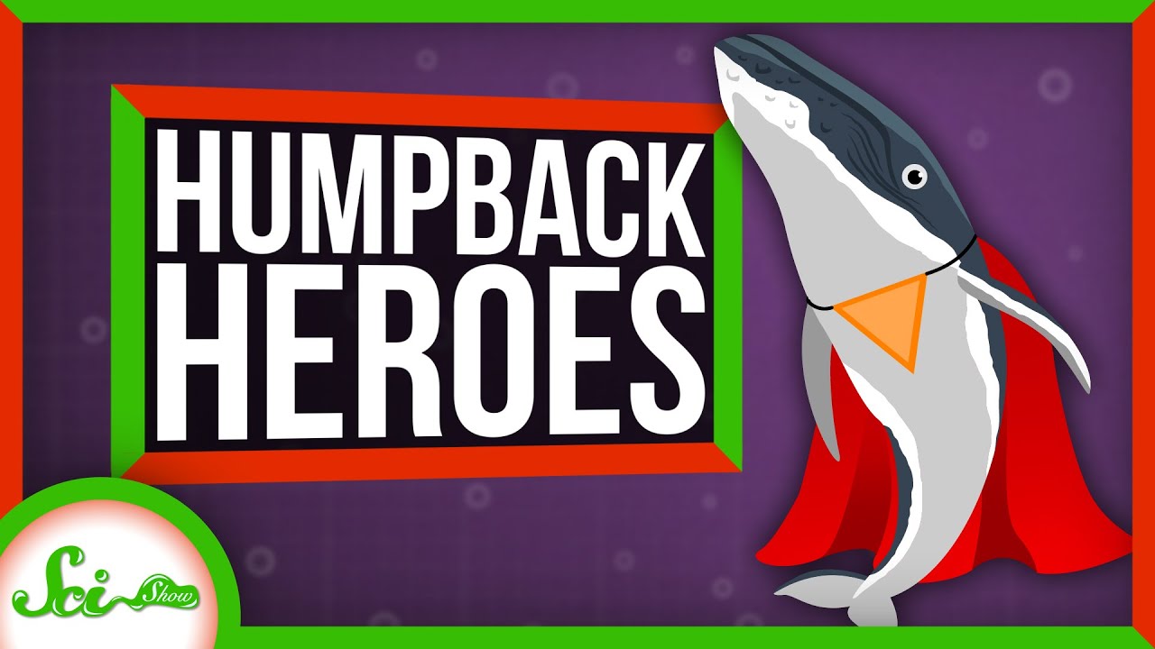 Humpbacks Might Be the Superheroes of the Sea