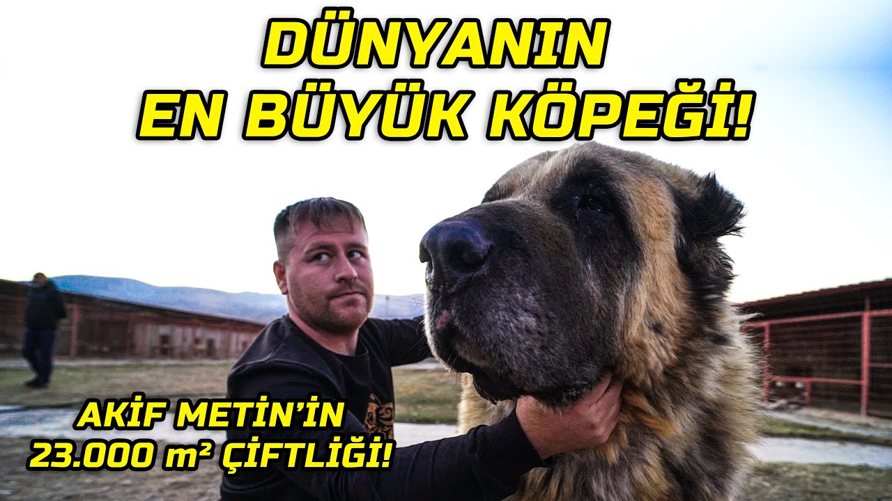 4.000.000 TL'lik Efsane Kangal Çiftliği | 