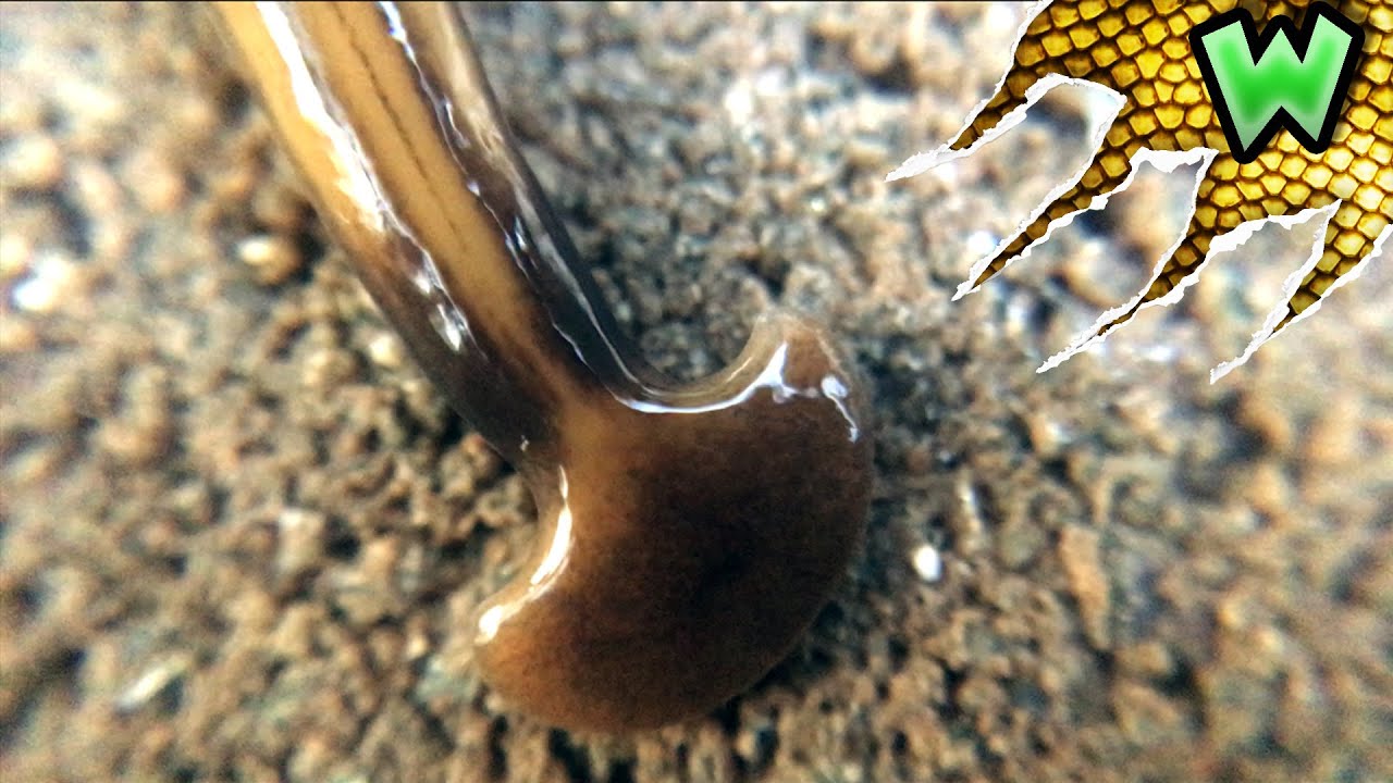 What the HECK is a Hammerhead Worm? | Can I Catch It?