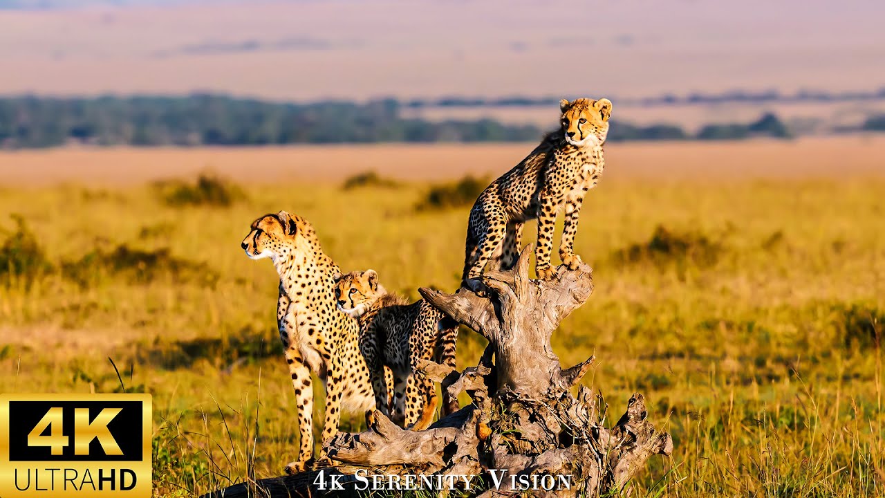African Wildlife 4K (60FPS): Kruger National Park - Wildlife Safari  Film With Piano Music