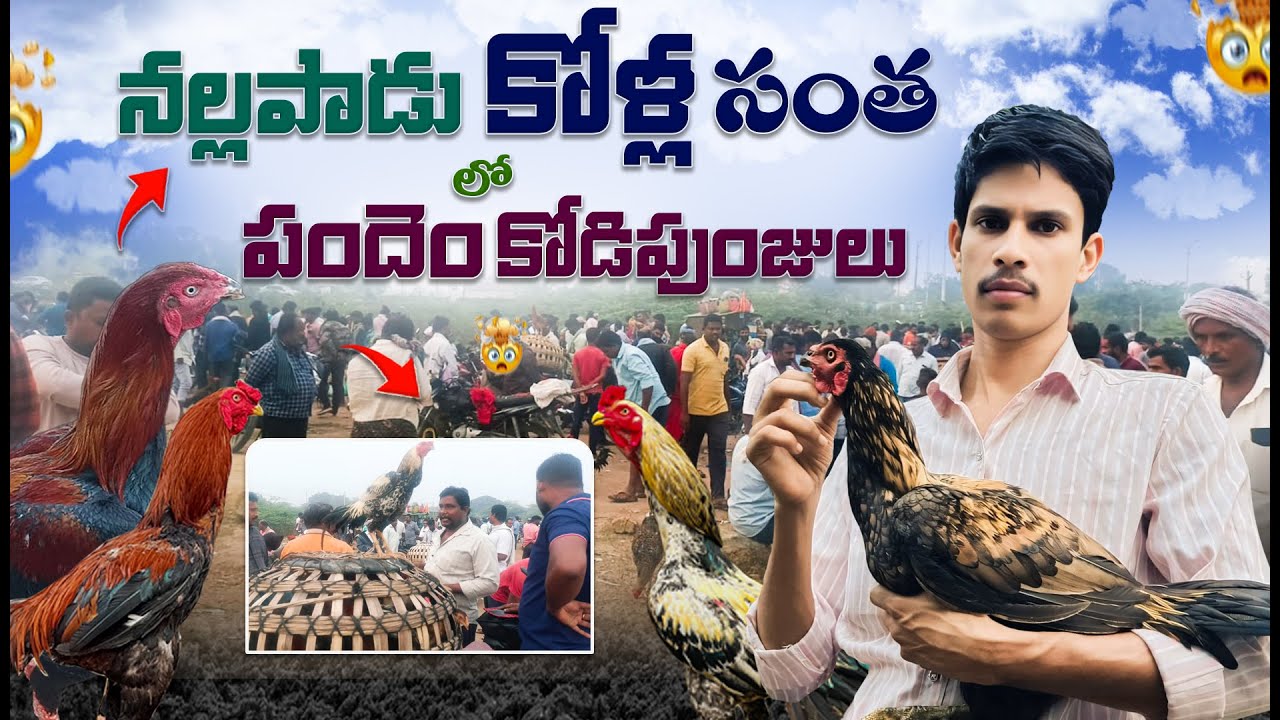నల్లపాడు కోళ్ల సంత గుంటూరు జిల్లా ఆంధ్రప్రదేశ్ తెలంగాణ అతి పెద్ద సంత శుక్రవారం జరుగుతుంది