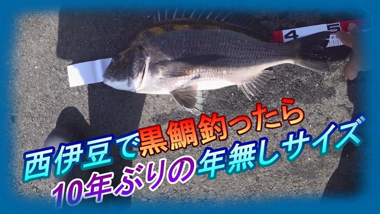【西伊豆】松崎港で黒鯛釣ったら年無しだった