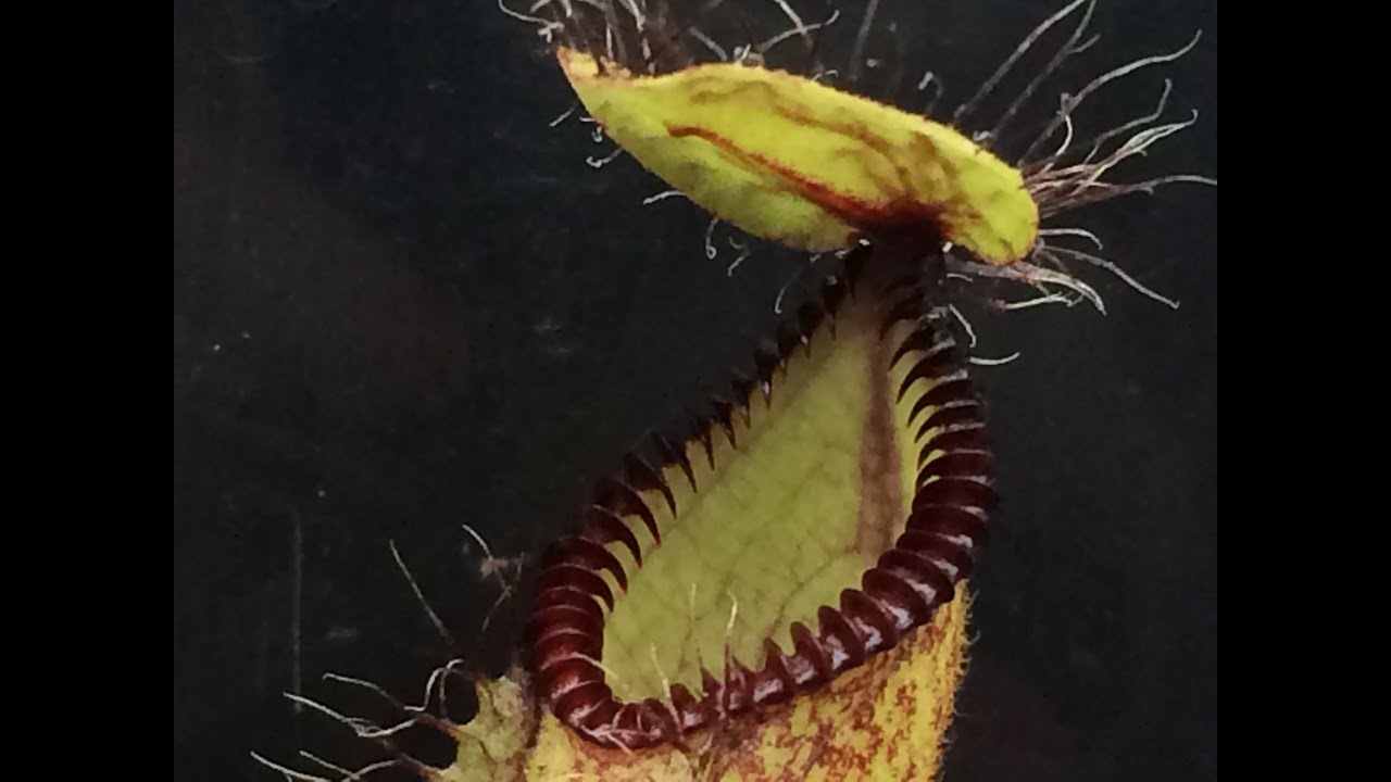 Carninvorous plants: Feeding Hungry Nepenthes Hamata & culture tips