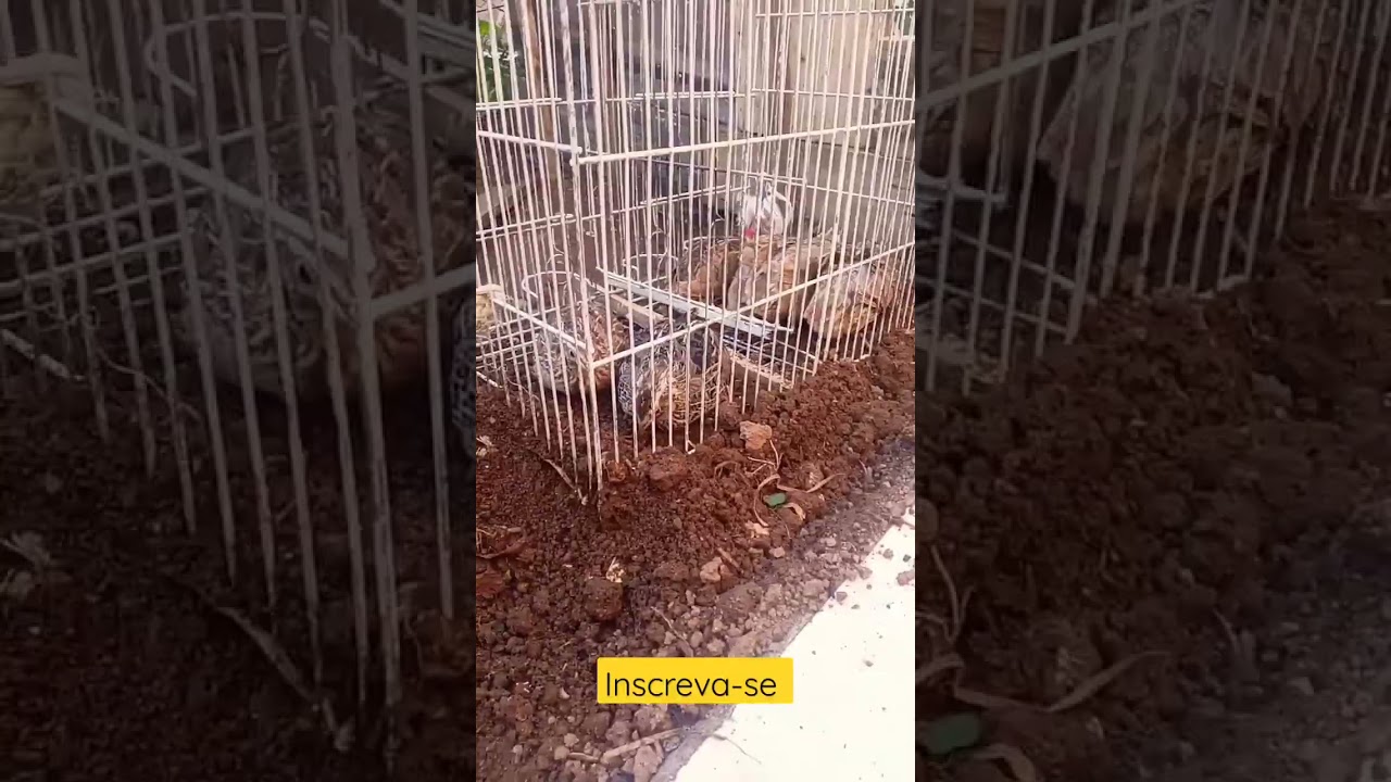 Codornas Felizes na Terra 😀