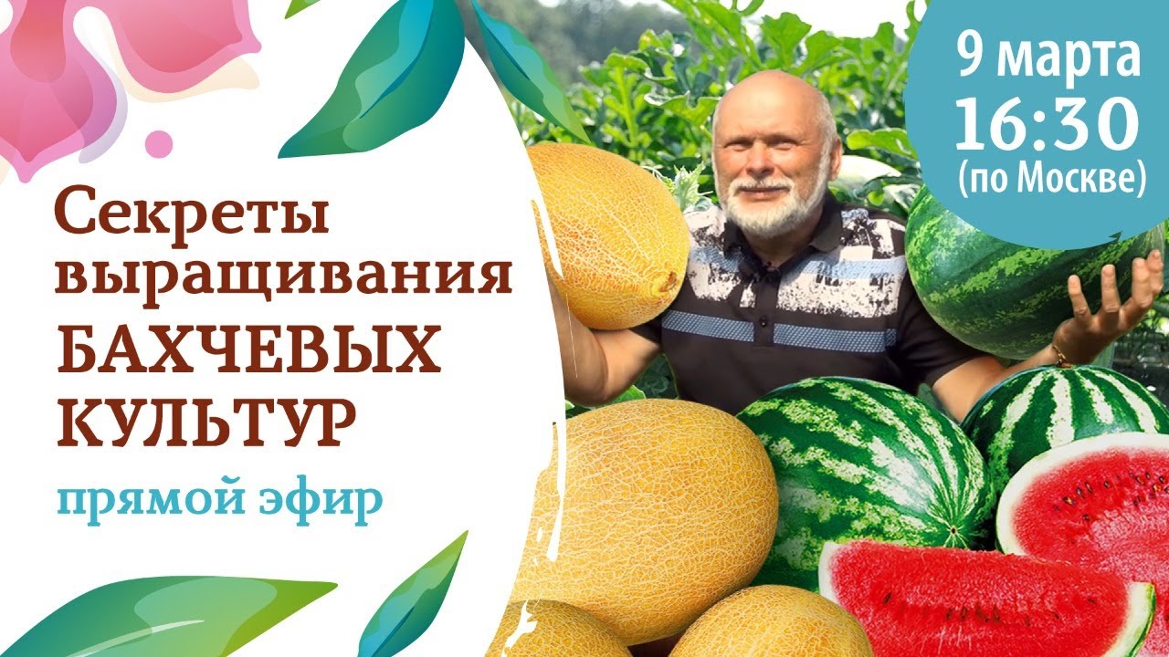 Секреты выращивания бахчевых культур
