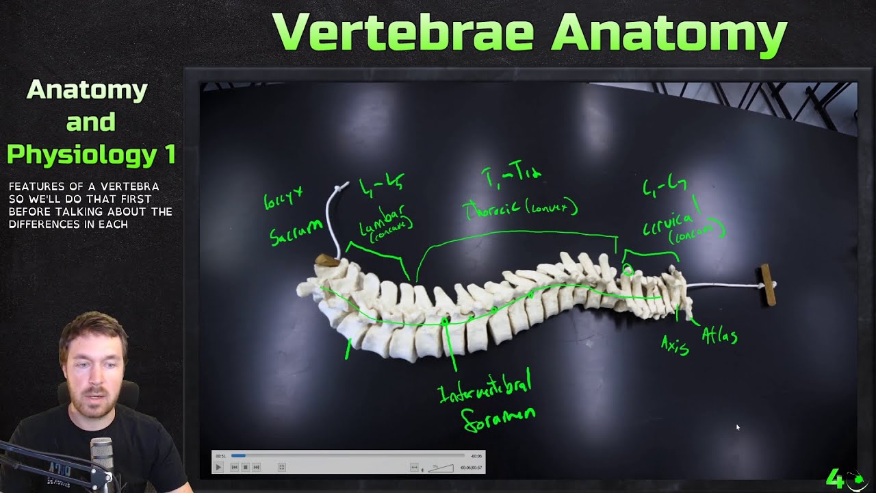 The Vertebral Column Regions and Anatomy - Anatomy and Physiology 1