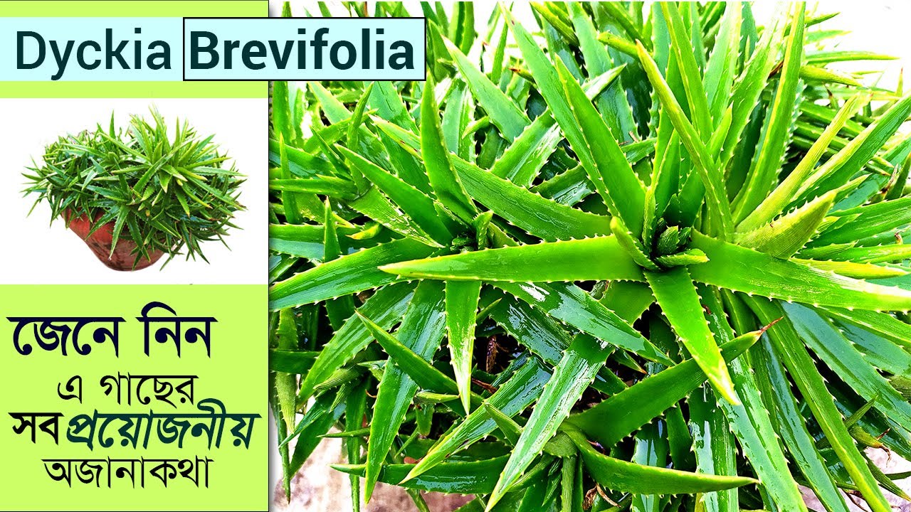 How to care Dyckia Brevifolia || ডাইকিয়া ব্রিভিফলিয়ার যত্ন ও পরিচর্যার সকল দিক || Dyckia ||