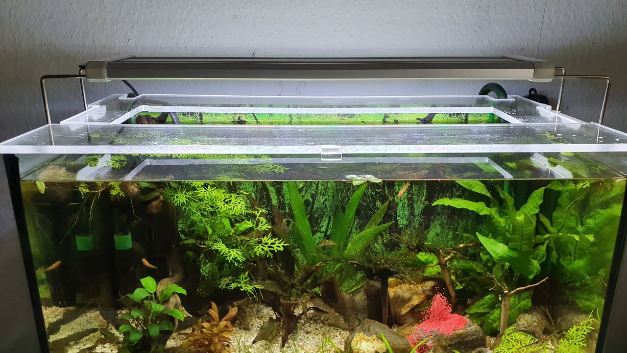 Аквариум песочный фонтан  запуск оформление