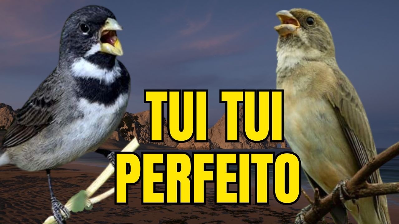 CANTO DO COLEIRO TUI TUI PERFEITO PARA ESQUENTAR COLEIRO E ENSINAR COLEIRO E PAPA CAPIM PARDO
