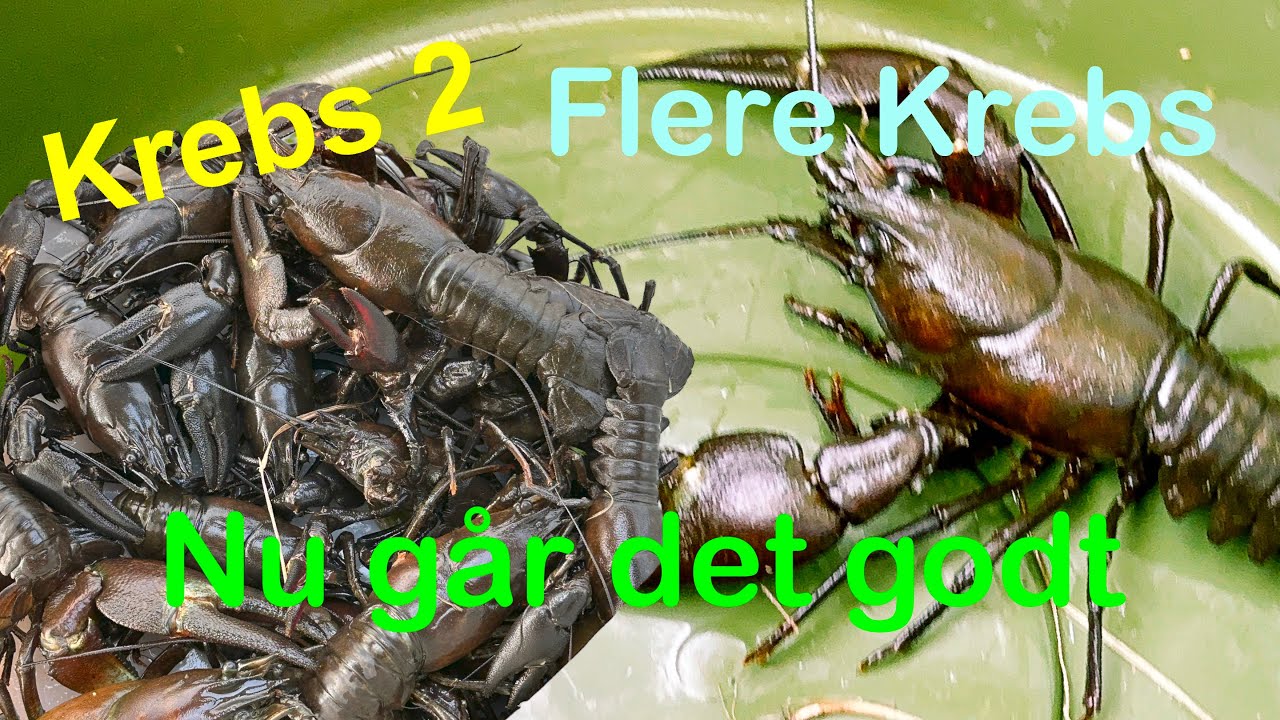 Flere Krebs… så kom der gang i det …. Signal Krebs