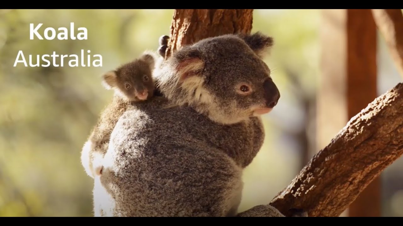 Koala the furniture brand saw 2x sales in Australia