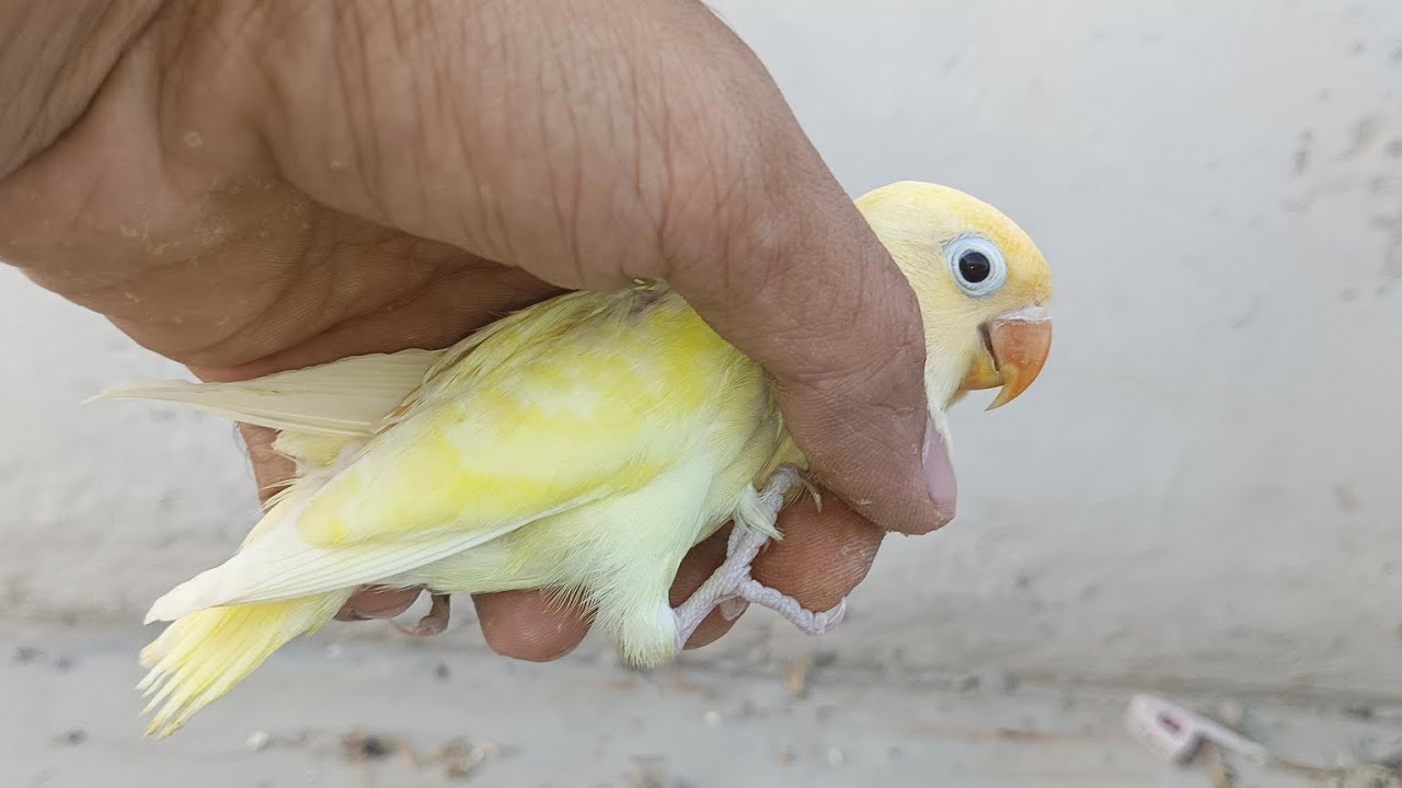 Breeding progress lutino birds