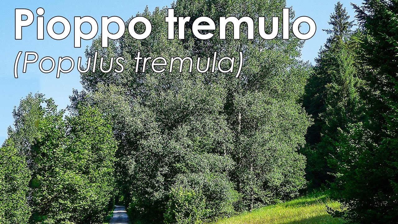 Pioppo tremulo (Populus tremula)