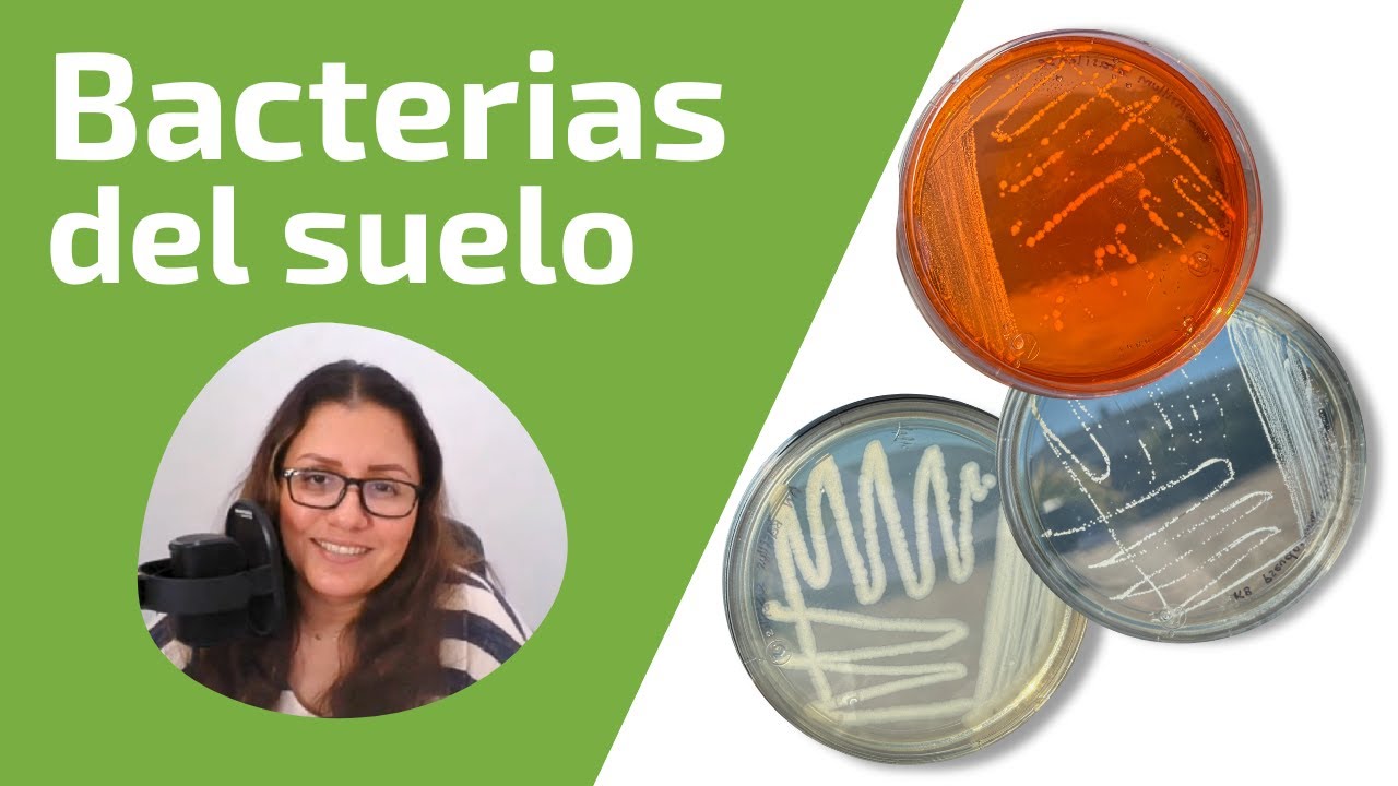 Bacterias del Suelo / Armenia Velázquez