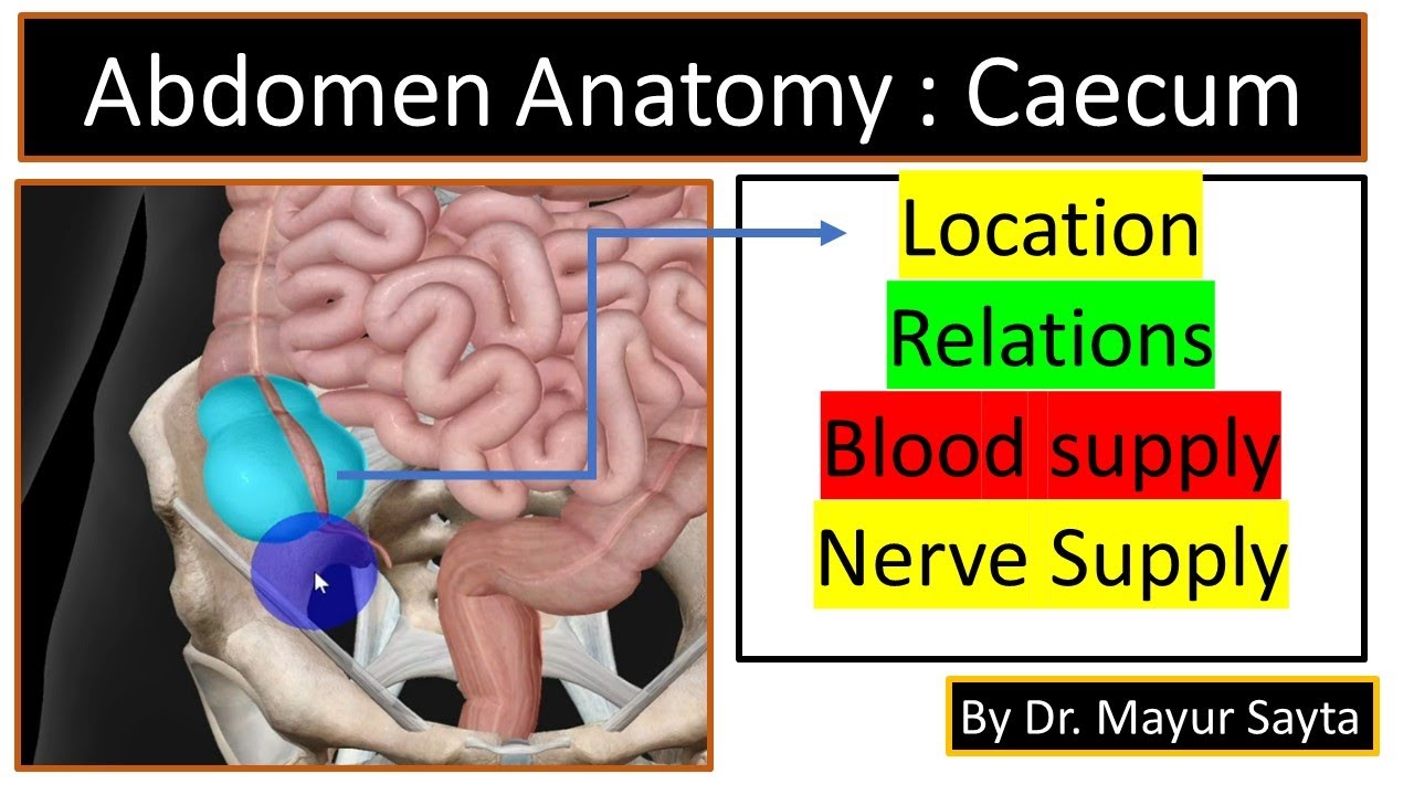 Caecum Anatomy | Location of Caecum | Blood supply and Nerve Supply of Caecum | 3D Visualization