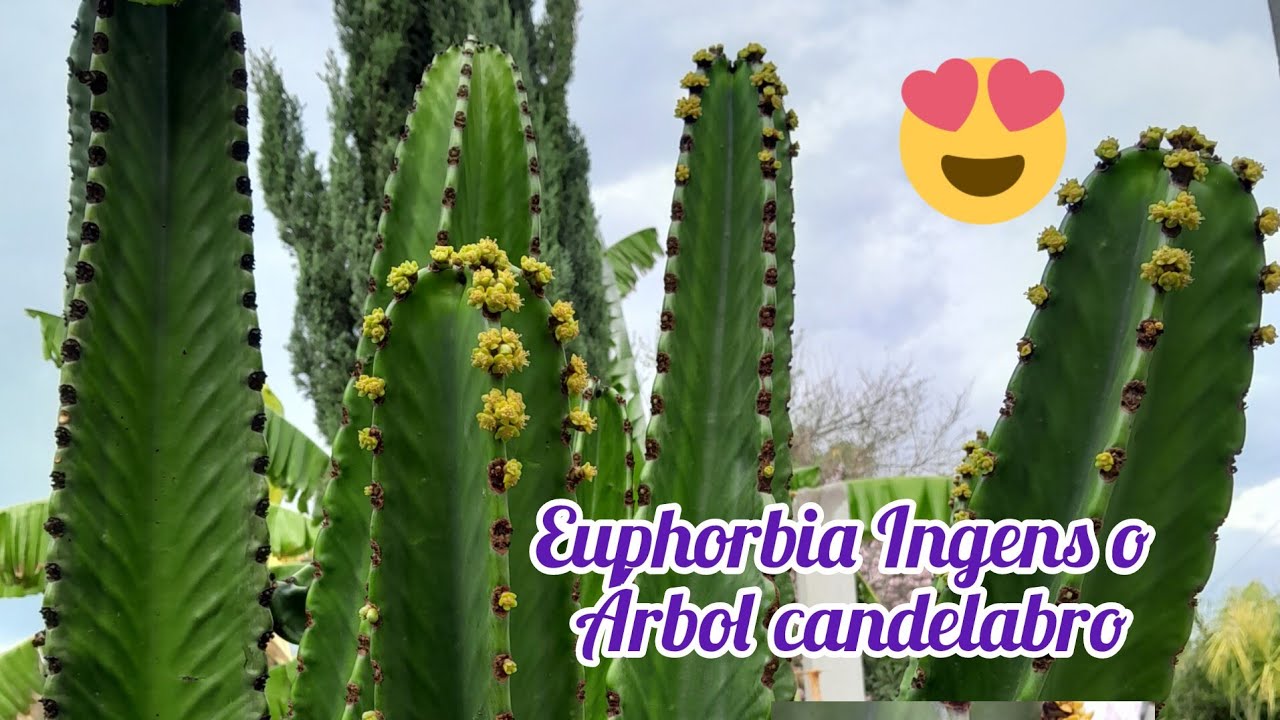 Euphorbia Ingens o ÁRBOL CANDELABRO
