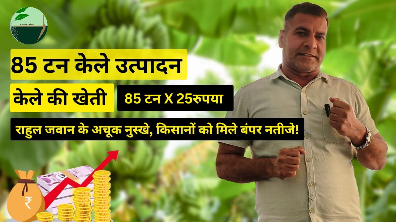 1411-Kisan karyashala:गाइडलाइन का पालन कर के केले की बढ़िया फ़सल,किसानों को मिले बंपर नतीजे #ckpl