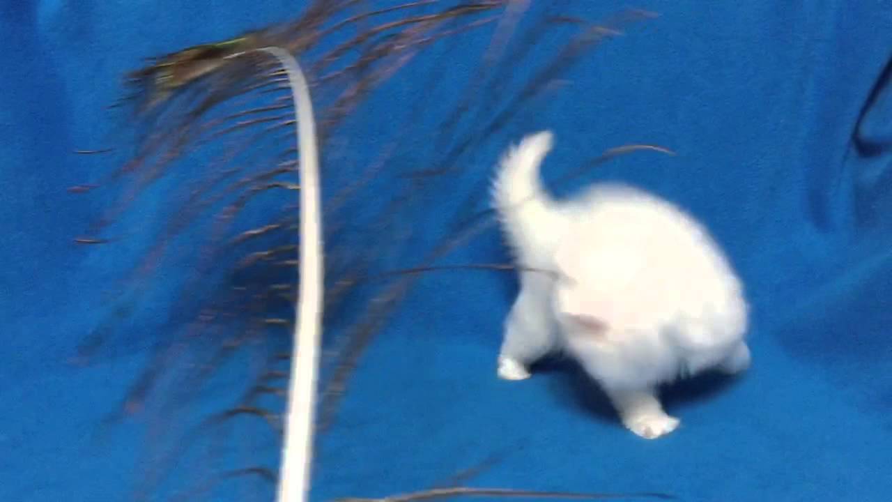 Persian Kitten with copper eyes