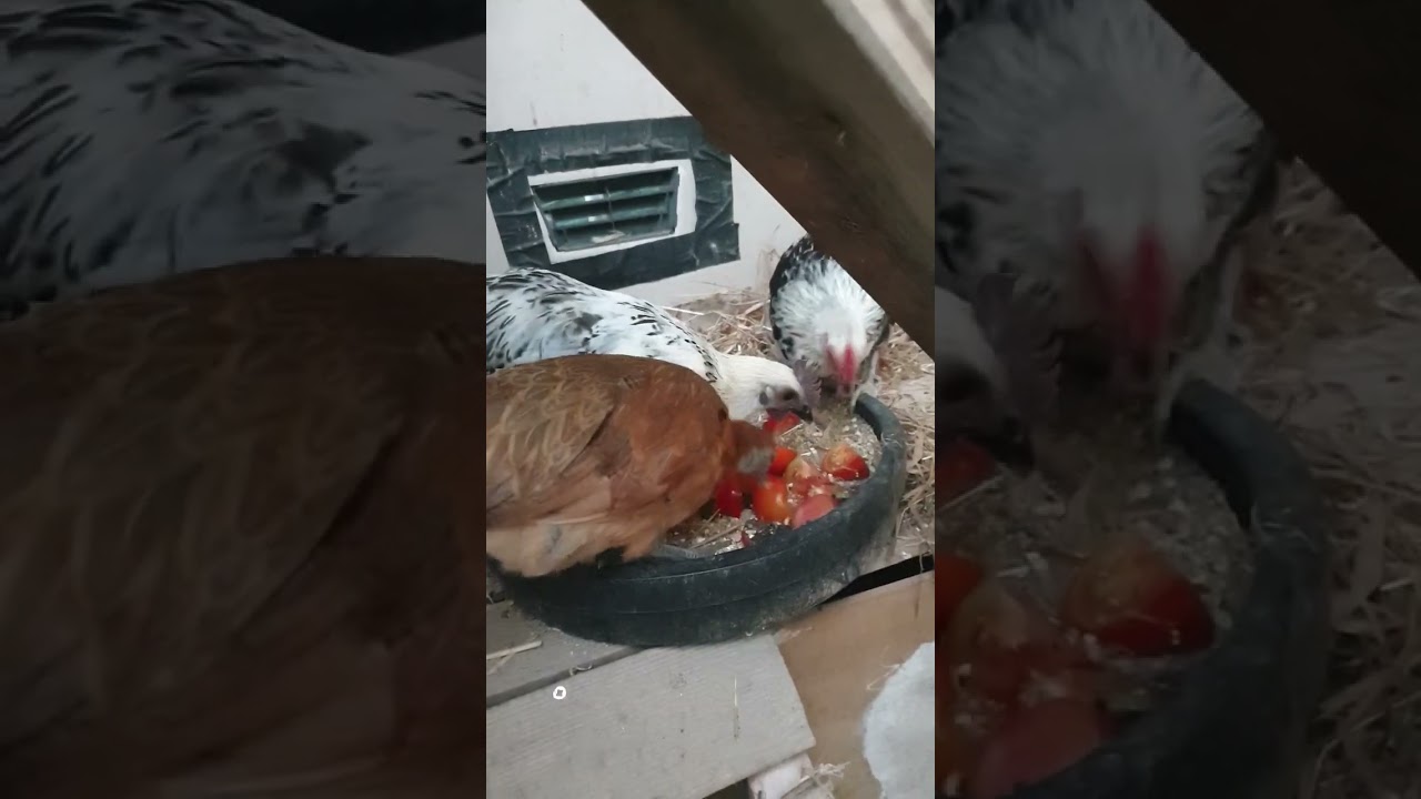 Evening routine with my birds, tonight with tomates from a lovely neighbour x