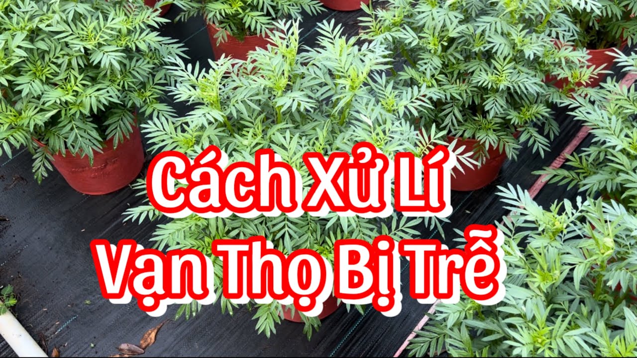 Cách Xử Lí Khi Vạn Thọ Bị Trễ | Hoa Tết 2024 | Hoàng Yên