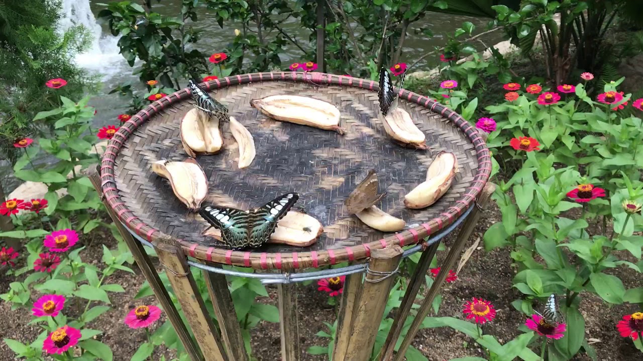 Butterflies eat bananas