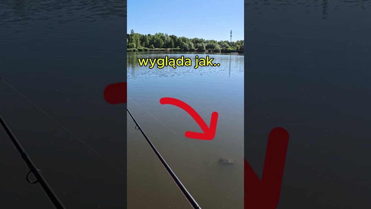 czaszka na spinning?!  #fishing  #wędkarstwo #spinning #spiningfishing #pike #szczupak #ultralight