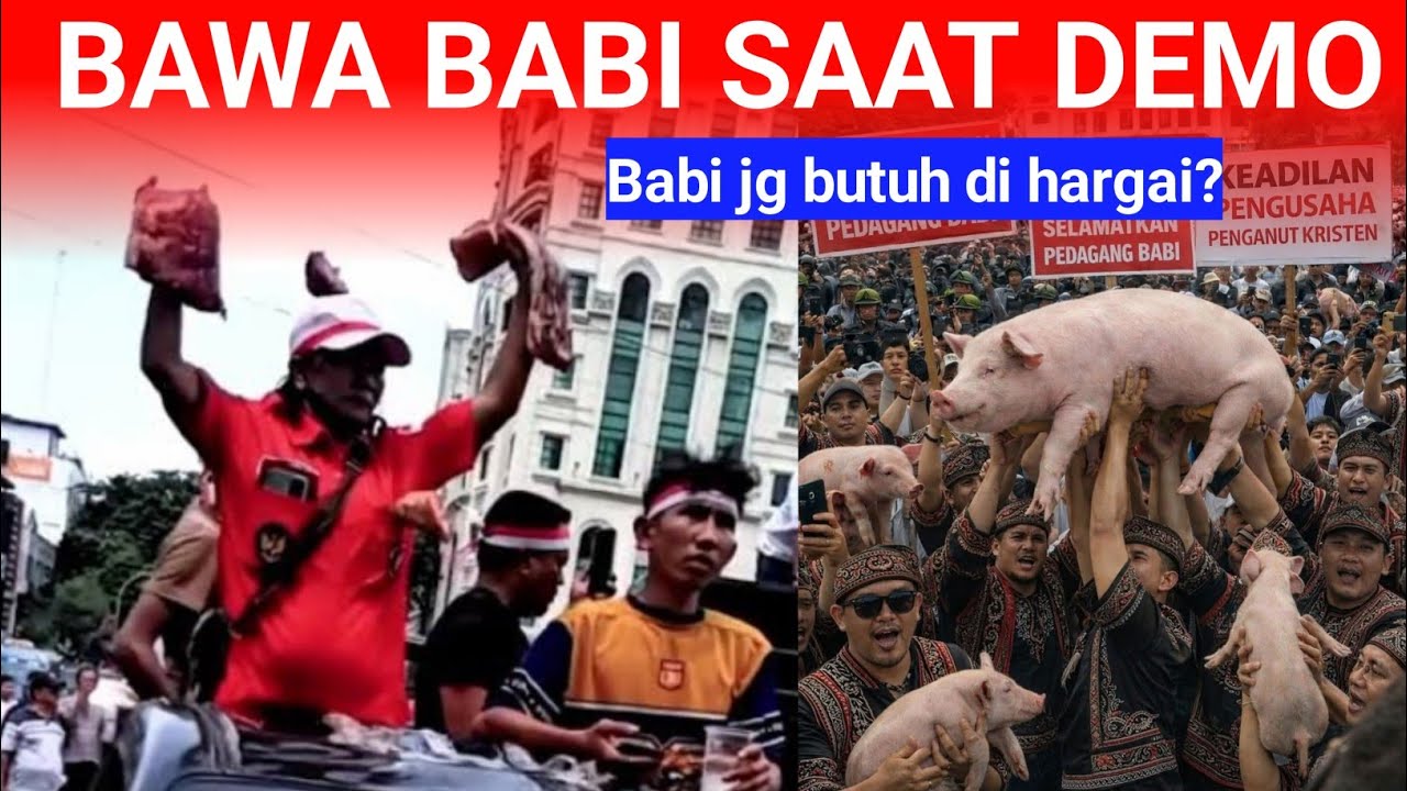 Akibat nyari gara-gara sama babi..!!! Orang Batak marah demo gila-gilaan..Begini hasil demonya