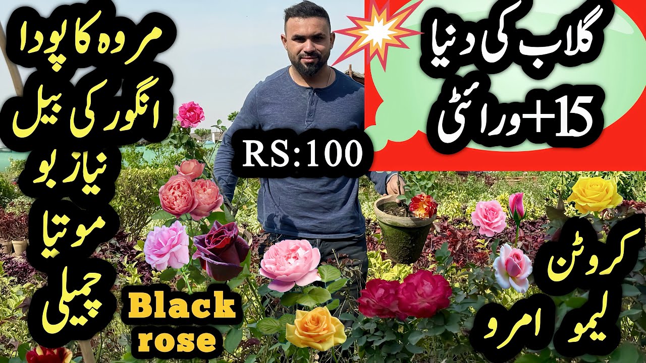 Karachi Nursery Tour! 15+ Gulab Varieties, Crotons Marva Plant, Angoor ki Bail at Wholesale Price 