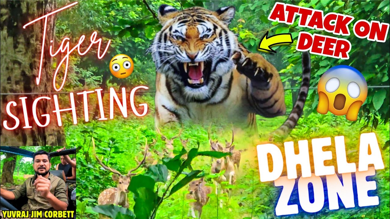Epic Tiger Sighting After Monsoon Once-in-a-Lifetime Tiger Hunt Caught on Camera in Dhela Zone 😱