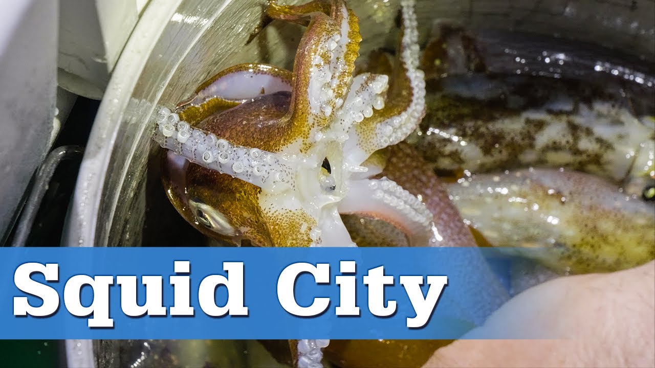 Squid Fishing on Narragansett Bay