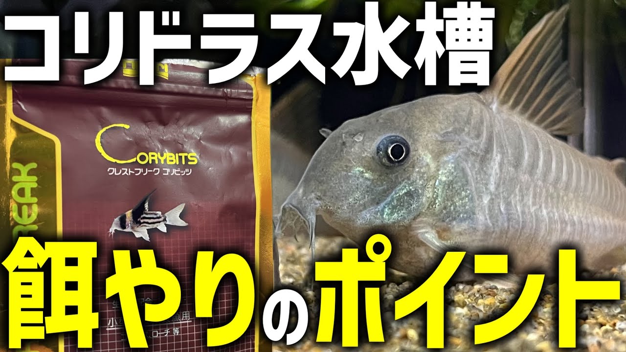 【エサ】コリドラス水槽の餌やりで私が押さえているポイント！使っている餌も紹介します【アクアリウム】