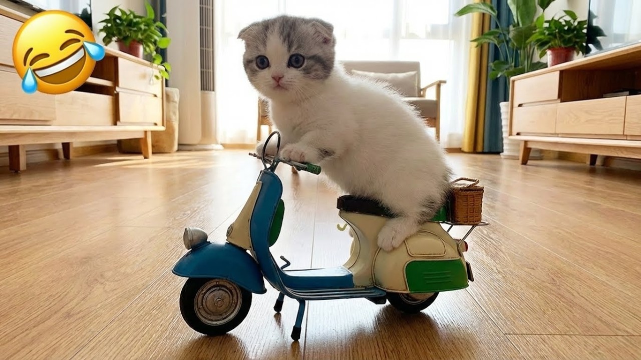 Новые Угарные Видео с Кошками и Собаками 😹🐶 Подборка Смешных Животных 🤣