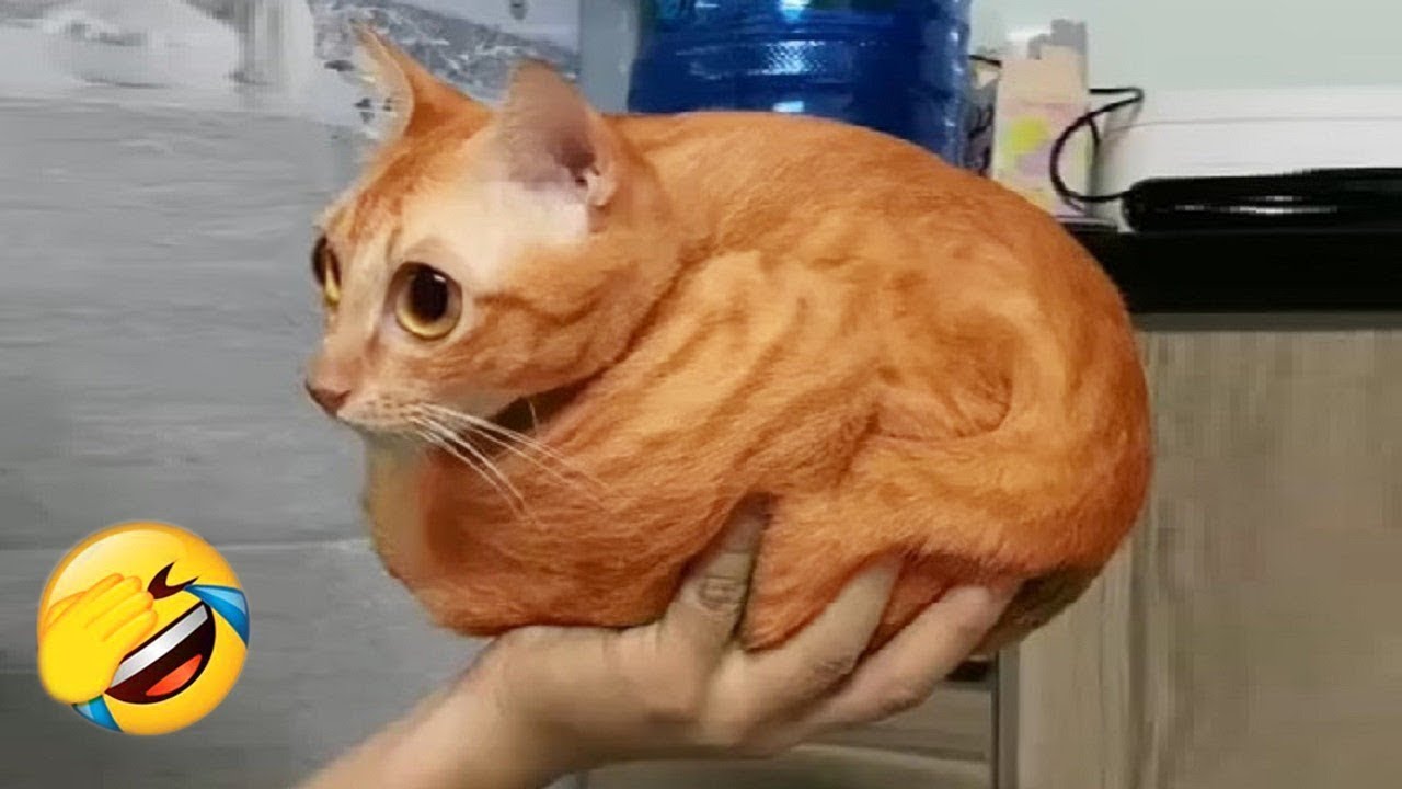 4 Hour of Very Funny Animals 😂 Funniest Cat & Dog Videos of 2025 #3