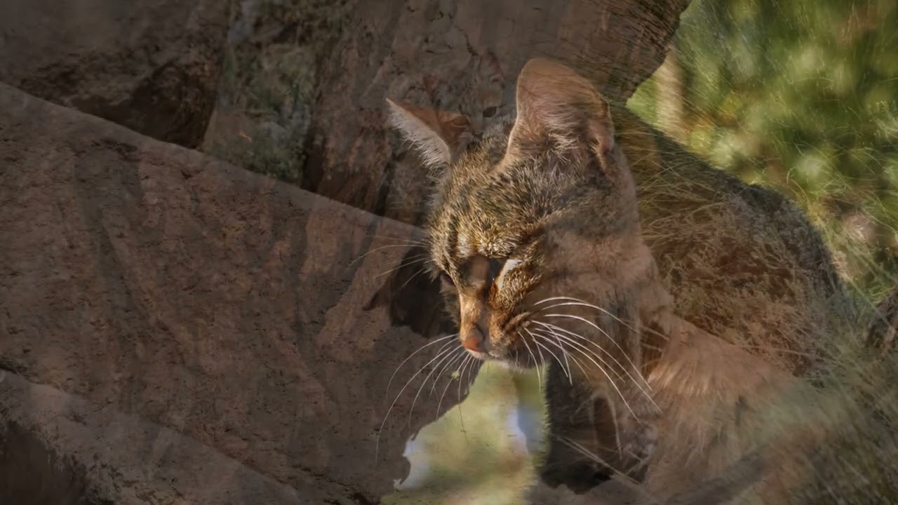 Roccaforte del gatto selvatico sardo: il Parco di Gutturu Mannu in Sardegna