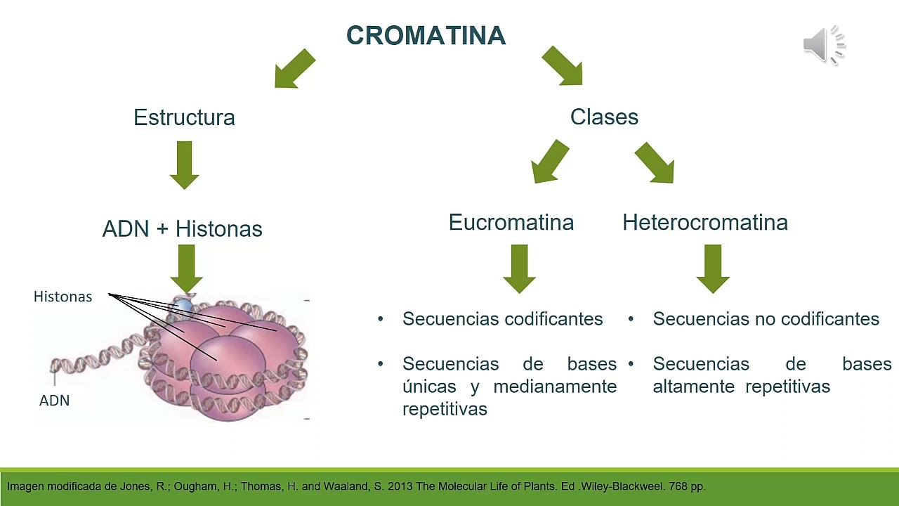 Cromatina