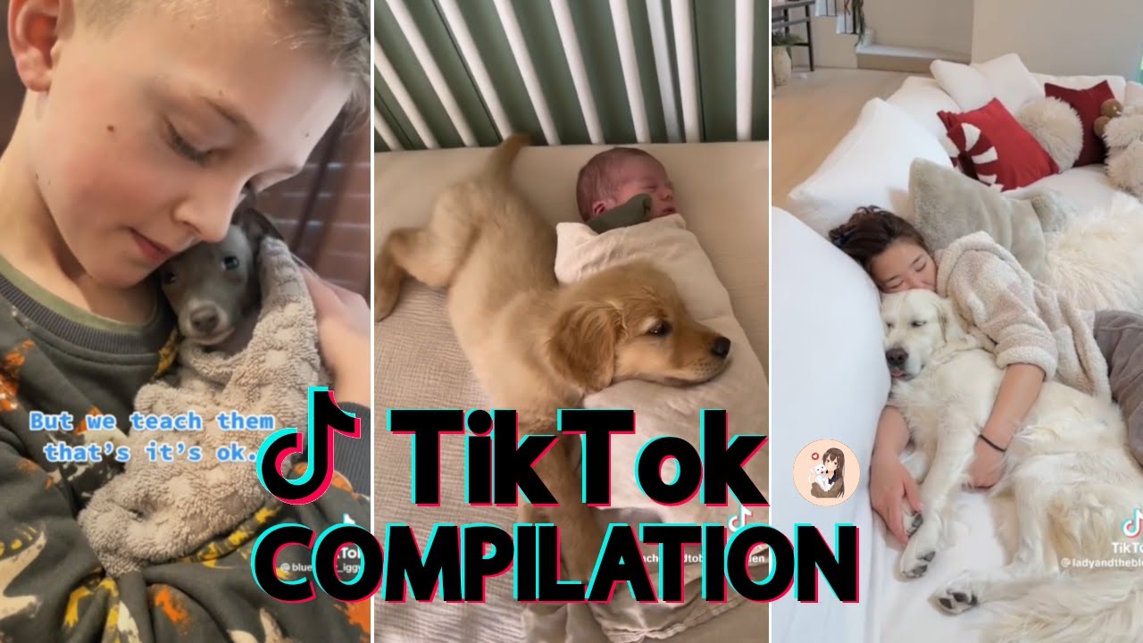 THE MOST WHOLESOME DOG VIDEOS (PART 1) || TIKTOK COMPILATION