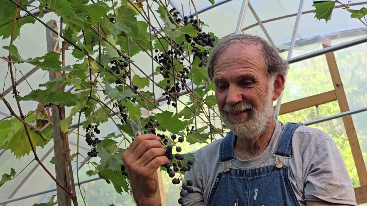 High Tunnel Grape Harvest Will Leave You Speechless
