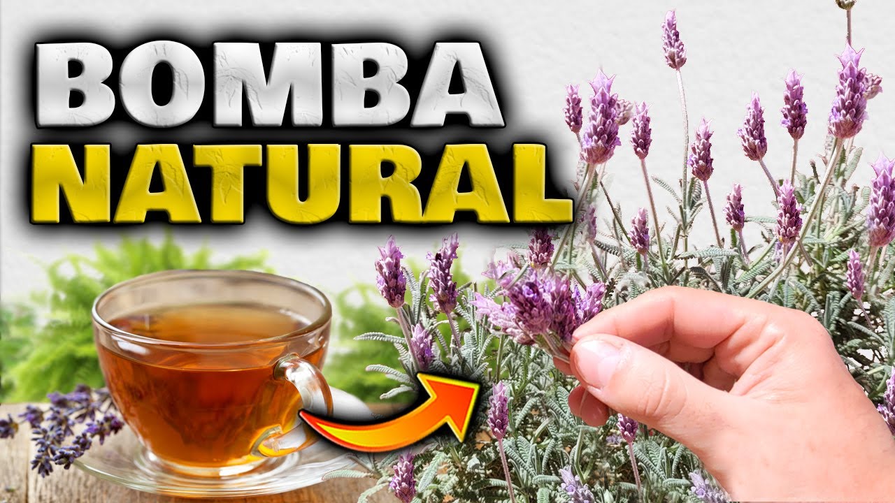 Si TIENES esta PLANTA tienes ORO en CASA | Propiedades y Beneficios de la Lavanda Cuidados