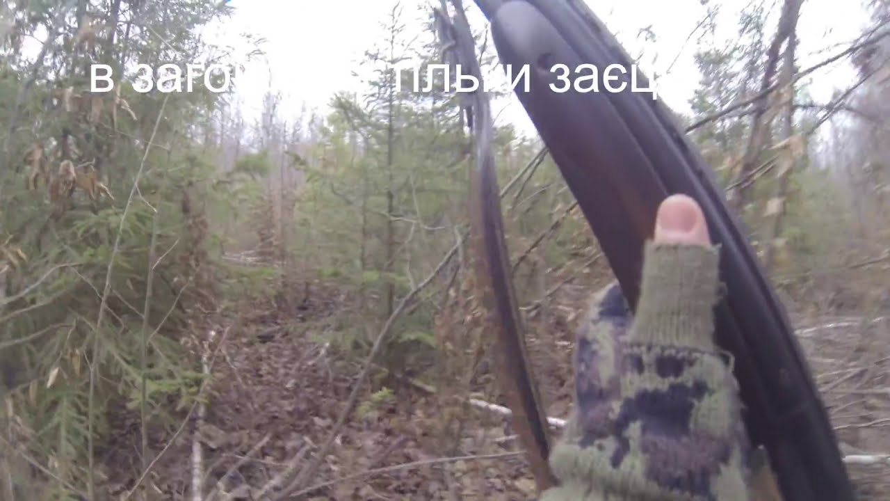 Загоне полювання на козу і кабана ліцензія не закрита
