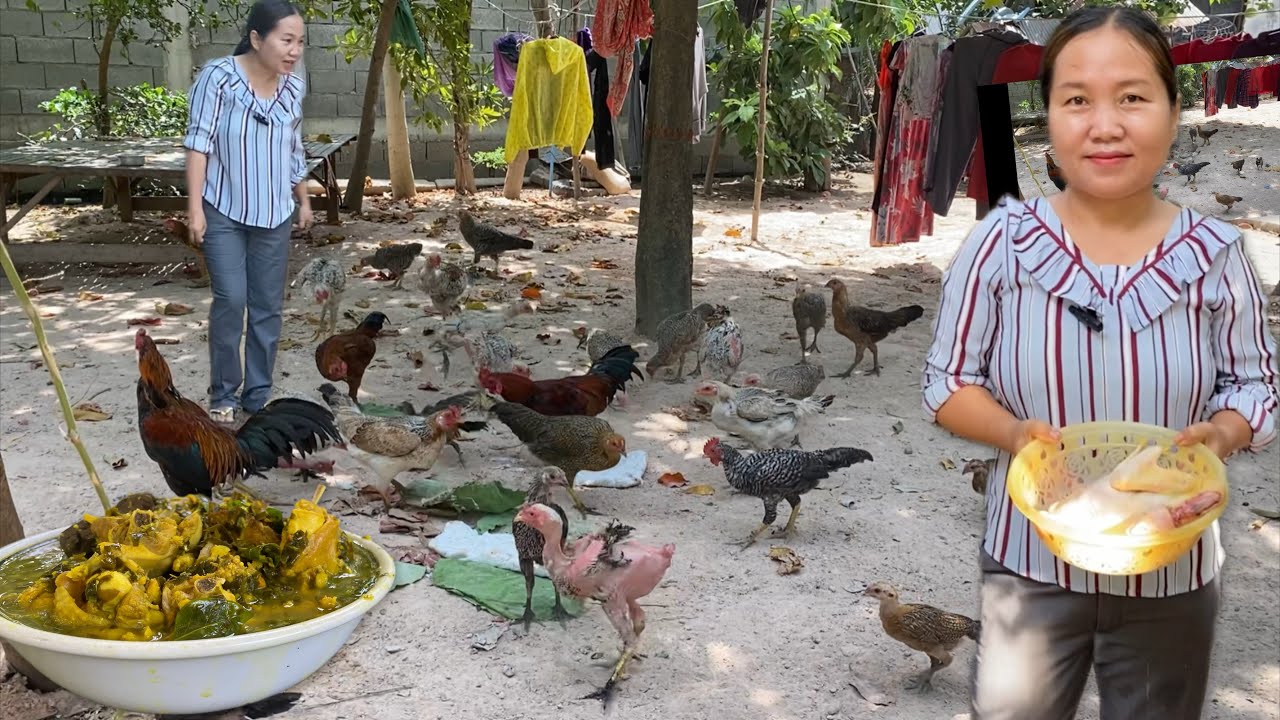 Raising chickens, family style, Khmer cooking (MCHOUR KRUENG) soup.