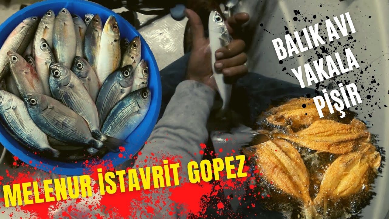 Melenur , İstavrit ,  Gopez , Balık Avı - Balık Kovası Doldu Yakala Pişir #melanuravı  #istavrit